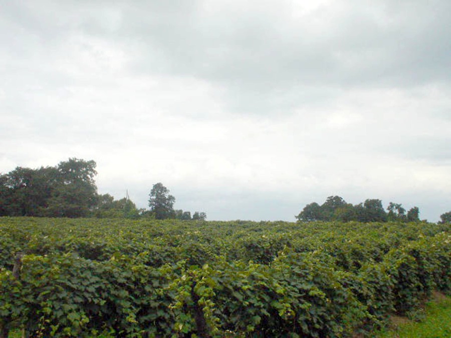 Lake Erie Wine Country (North East), PA