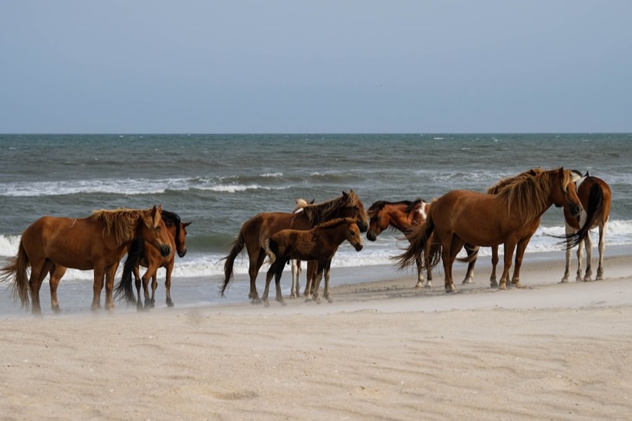 Ocean City and Assateague Island, MD
